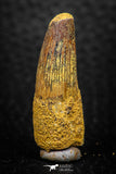 08144 - Beautiful 1.28 Inch Spinosaurus Dinosaur Tooth Cretaceous KemKem Beds
