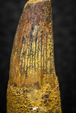 08144 - Beautiful 1.28 Inch Spinosaurus Dinosaur Tooth Cretaceous KemKem Beds
