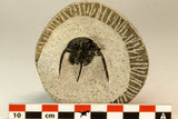 30856 - Well Preserved 1.19 Inch Cyphaspis (Otarion) cf. boutscharafinense Devonian Trilobite