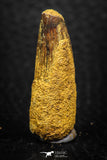 08144 - Beautiful 1.28 Inch Spinosaurus Dinosaur Tooth Cretaceous KemKem Beds