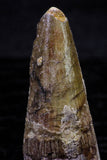 20730 - Great Collection of 4 Spinosaurus Dinosaur Teeth Cretaceous KemKem Beds