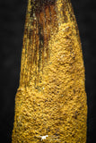 08144 - Beautiful 1.28 Inch Spinosaurus Dinosaur Tooth Cretaceous KemKem Beds