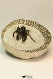 30856 - Well Preserved 1.19 Inch Cyphaspis (Otarion) cf. boutscharafinense Devonian Trilobite