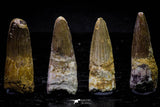 20730 - Great Collection of 4 Spinosaurus Dinosaur Teeth Cretaceous KemKem Beds