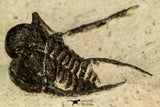 30856 - Well Preserved 1.19 Inch Cyphaspis (Otarion) cf. boutscharafinense Devonian Trilobite