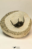 30856 - Well Preserved 1.19 Inch Cyphaspis (Otarion) cf. boutscharafinense Devonian Trilobite