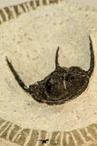 30856 - Well Preserved 1.19 Inch Cyphaspis (Otarion) cf. boutscharafinense Devonian Trilobite
