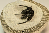 30856 - Well Preserved 1.19 Inch Cyphaspis (Otarion) cf. boutscharafinense Devonian Trilobite