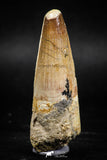 06020 - Well Preserved 2.40 Inch Spinosaurus Dinosaur Tooth Cretaceous