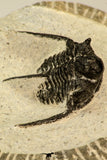 30856 - Well Preserved 1.19 Inch Cyphaspis (Otarion) cf. boutscharafinense Devonian Trilobite
