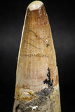 06020 - Well Preserved 2.40 Inch Spinosaurus Dinosaur Tooth Cretaceous