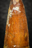 08146 - Beautiful 1.49 Inch Spinosaurus Dinosaur Tooth Cretaceous KemKem Beds