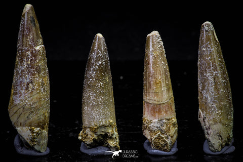 20731 - Great Collection of 4 Spinosaurus Dinosaur Teeth Cretaceous KemKem Beds