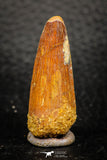 08146 - Beautiful 1.49 Inch Spinosaurus Dinosaur Tooth Cretaceous KemKem Beds