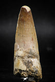 06020 - Well Preserved 2.40 Inch Spinosaurus Dinosaur Tooth Cretaceous