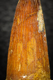 08146 - Beautiful 1.49 Inch Spinosaurus Dinosaur Tooth Cretaceous KemKem Beds