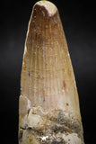 06020 - Well Preserved 2.40 Inch Spinosaurus Dinosaur Tooth Cretaceous