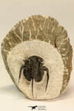 30857 - Nicely Preserved 1.40 Inch Cyphaspis (Otarion) cf. boutscharafinense Devonian Trilobite