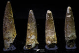 20731 - Great Collection of 4 Spinosaurus Dinosaur Teeth Cretaceous KemKem Beds