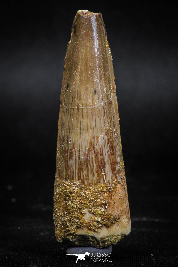 06021 - Well Preserved 2.24 Inch Spinosaurus Dinosaur Tooth Cretaceous