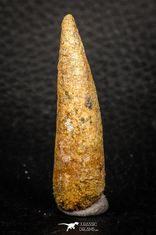 08147 - Top Beautiful 1.81 Inch Spinosaurus Dinosaur Tooth Cretaceous KemKem Beds