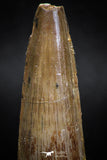 06021 - Well Preserved 2.24 Inch Spinosaurus Dinosaur Tooth Cretaceous