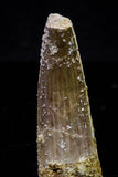 20731 - Great Collection of 4 Spinosaurus Dinosaur Teeth Cretaceous KemKem Beds