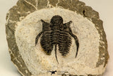 30857 - Nicely Preserved 1.40 Inch Cyphaspis (Otarion) cf. boutscharafinense Devonian Trilobite