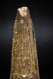 06021 - Well Preserved 2.24 Inch Spinosaurus Dinosaur Tooth Cretaceous