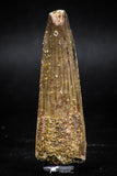 06021 - Well Preserved 2.24 Inch Spinosaurus Dinosaur Tooth Cretaceous