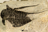30857 - Nicely Preserved 1.40 Inch Cyphaspis (Otarion) cf. boutscharafinense Devonian Trilobite