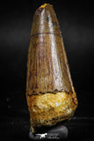 06022 - Top Beautiful 2.15 Inch Spinosaurus Dinosaur Tooth Cretaceous