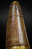 06022 - Top Beautiful 2.15 Inch Spinosaurus Dinosaur Tooth Cretaceous