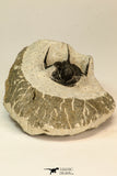 30857 - Nicely Preserved 1.40 Inch Cyphaspis (Otarion) cf. boutscharafinense Devonian Trilobite