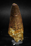 06022 - Top Beautiful 2.15 Inch Spinosaurus Dinosaur Tooth Cretaceous