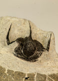 30857 - Nicely Preserved 1.40 Inch Cyphaspis (Otarion) cf. boutscharafinense Devonian Trilobite