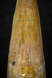 08148 - Top Beautiful 1.42 Inch Spinosaurus Dinosaur Tooth Cretaceous KemKem Beds