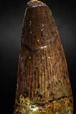 06022 - Top Beautiful 2.15 Inch Spinosaurus Dinosaur Tooth Cretaceous
