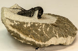 30857 - Nicely Preserved 1.40 Inch Cyphaspis (Otarion) cf. boutscharafinense Devonian Trilobite