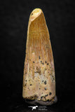 08148 - Top Beautiful 1.42 Inch Spinosaurus Dinosaur Tooth Cretaceous KemKem Beds