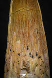 08148 - Top Beautiful 1.42 Inch Spinosaurus Dinosaur Tooth Cretaceous KemKem Beds