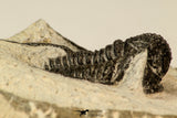 30857 - Nicely Preserved 1.40 Inch Cyphaspis (Otarion) cf. boutscharafinense Devonian Trilobite