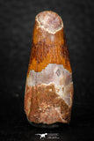 08149 - Top Beautiful 1.31 Inch Spinosaurus Dinosaur Tooth Cretaceous KemKem Beds