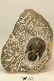 30858 - Nicely Preserved 1.45 Inch Harpes perradiatus Lower Devonian Trilobite