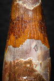 08149 - Top Beautiful 1.31 Inch Spinosaurus Dinosaur Tooth Cretaceous KemKem Beds