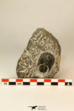 30858 - Nicely Preserved 1.45 Inch Harpes perradiatus Lower Devonian Trilobite