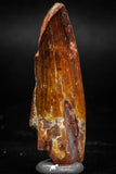 06023 - Well Preserved 2.15 Inch Spinosaurus Dinosaur Tooth Cretaceous
