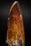 06023 - Well Preserved 2.15 Inch Spinosaurus Dinosaur Tooth Cretaceous