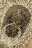 30858 - Nicely Preserved 1.45 Inch Harpes perradiatus Lower Devonian Trilobite