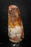 08149 - Top Beautiful 1.31 Inch Spinosaurus Dinosaur Tooth Cretaceous KemKem Beds